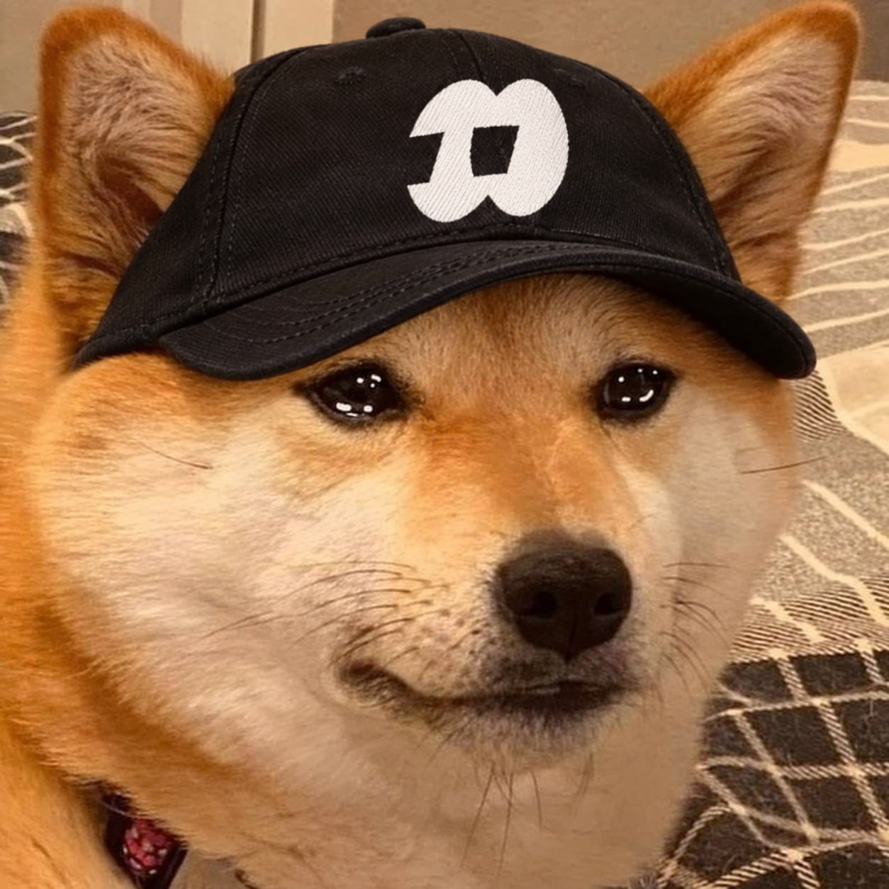 Shiba dog wearing a black cap